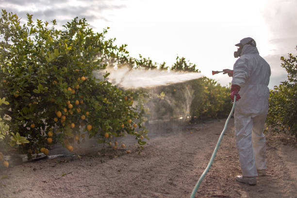 Best Wasp Removal Services  in Curtice, OH