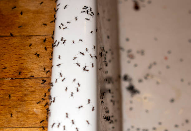 Best Cockroach Control Services  in Curtice, OH